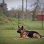 german_shepherd, dog, pet, grass, lawn, fence, chain_collar, lying_down, profile, outdoors, backyard, blurred_background, trees, shed, calm, attentive, snout, ears, paws, portrait