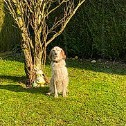 Plume participe au concours pour gagner de l'argent avec cette photo : animal, bunny, ceramic, collar, daylight, dog, fur, garden, grass, greenery, leafless_tree, nature, outdoor, pet, quiet, shadow, sitting, statue, sunlight, tree