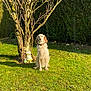 animal, bunny, ceramic, collar, daylight, dog, fur, garden, grass, greenery, leafless_tree, nature, outdoor, pet, quiet, shadow, sitting, statue, sunlight, tree