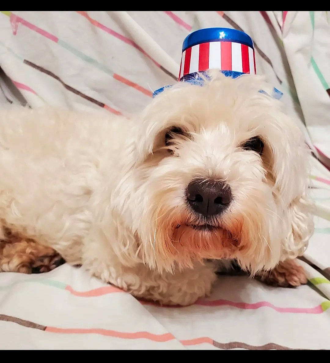 Jared is registered to the contest to win money with this photo: canidae, carnivore, collar, companion_dog, dog, dog_breed, dog_collar, dog_supply, maltepoo, non_sporting_group, pattern, small_terrier, sporting_group, terrier, toy_dog, water_dog, working_animal