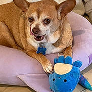 Jiminy Cricket is registered to the contest to win money with this photo: blue, carnivore, chihuahua, comfort, companion_dog, dog, dog_breed, dog_clothes, dog_supply, fawn, fur, linens, pet_supply, russkiy_toy, snout, sporting_group, tableware, toy_dog, whiskers, working_animal