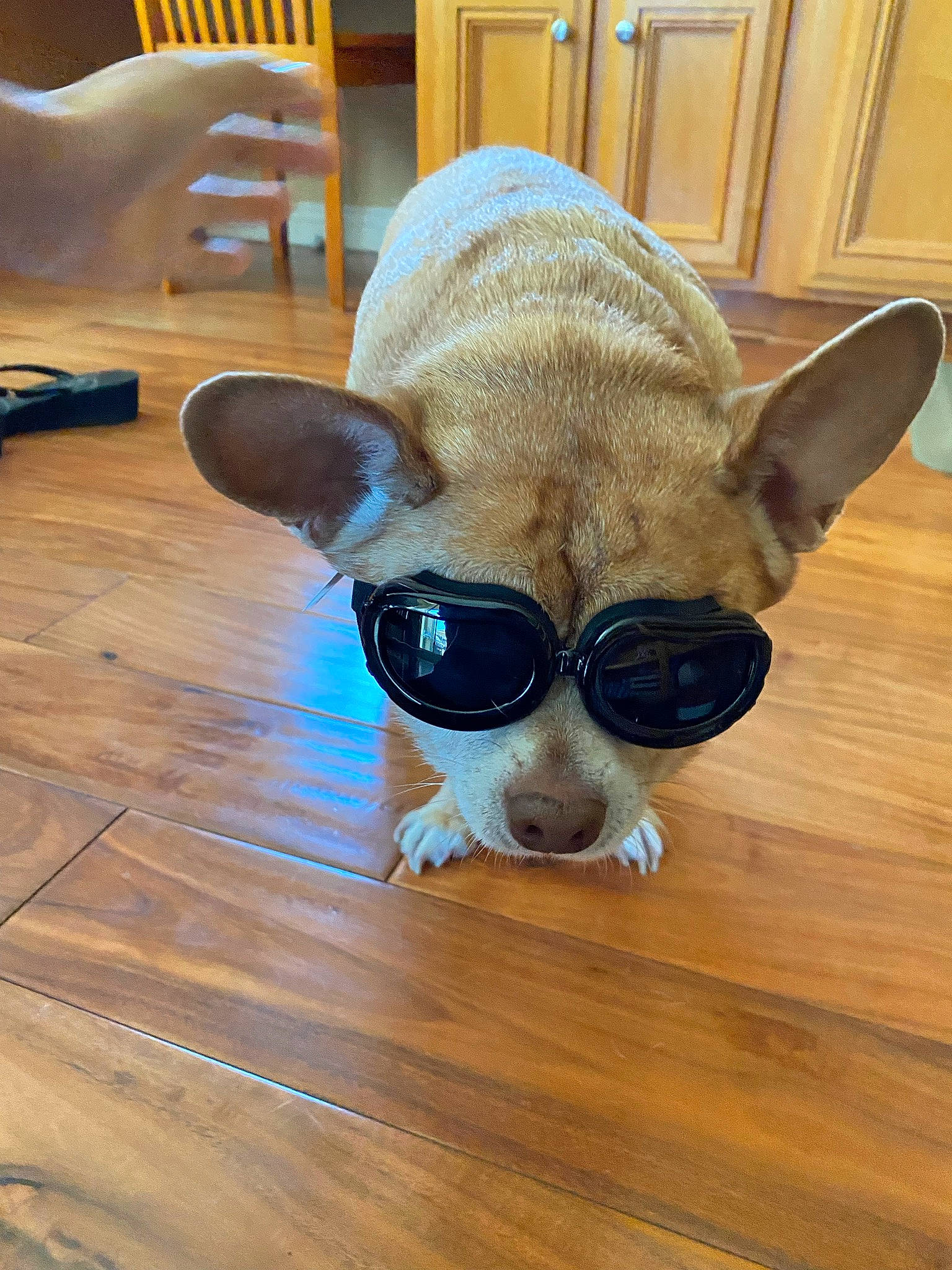 Jiminy Cricket joined the competition — help win amazing prizes! carnivore, chair, comfort, companion_dog, dog, dog_breed, eyewear, fawn, floor, flooring, glasses, goggles, hardwood, snout, sunglasses, terrestrial_animal, vision_care, whiskers, wood, working_animal