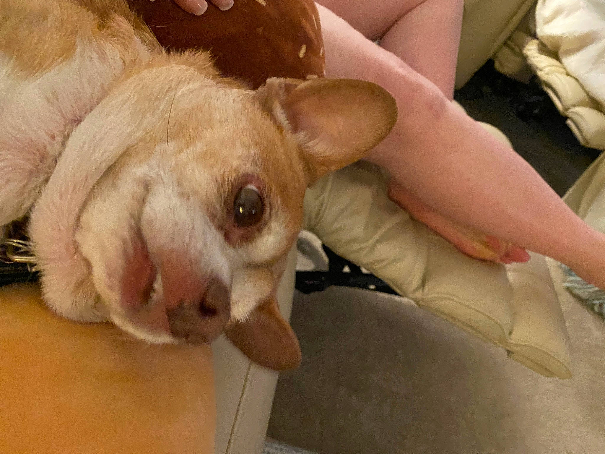 Jiminy Cricket is registered to the contest to win money with this photo: canidae, carnivore, comfort, companion_dog, dog, dog_breed, ear, fawn, felidae, fur, nail, paw, puppy, snout, sporting_group, stuffed_toy, toy_dog, whiskers, working_animal, wrinkle
