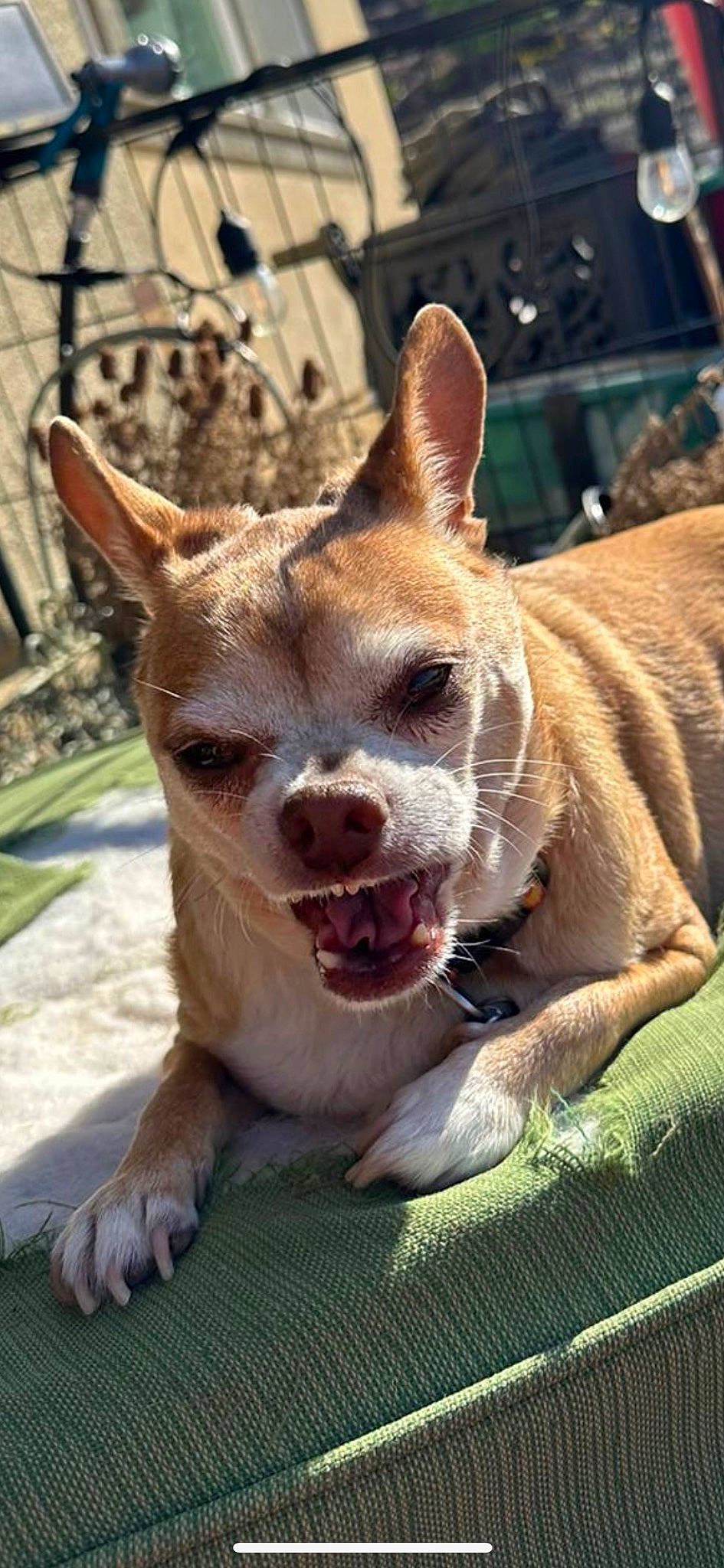 Jiminy Cricket joined the competition — help win amazing prizes! canidae, carnivore, chihuahua, companion_dog, corgi_chihuahua, dog, dog_breed, ear, eye, fawn, fur, grass, plant, puppy, snout, sporting_group, terrestrial_animal, toy_dog, whiskers, wildlife