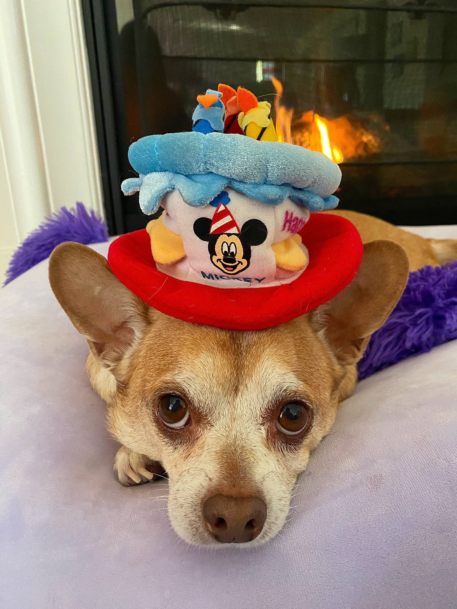 Jiminy Cricket joined the competition — help win amazing prizes! cap, carnivore, companion_dog, costume_hat, dog, dog_breed, dog_clothes, dog_supply, fawn, fur, hat, headgear, linens, party_hat, party_supply, plush, room, stuffed_toy, whiskers, working_animal