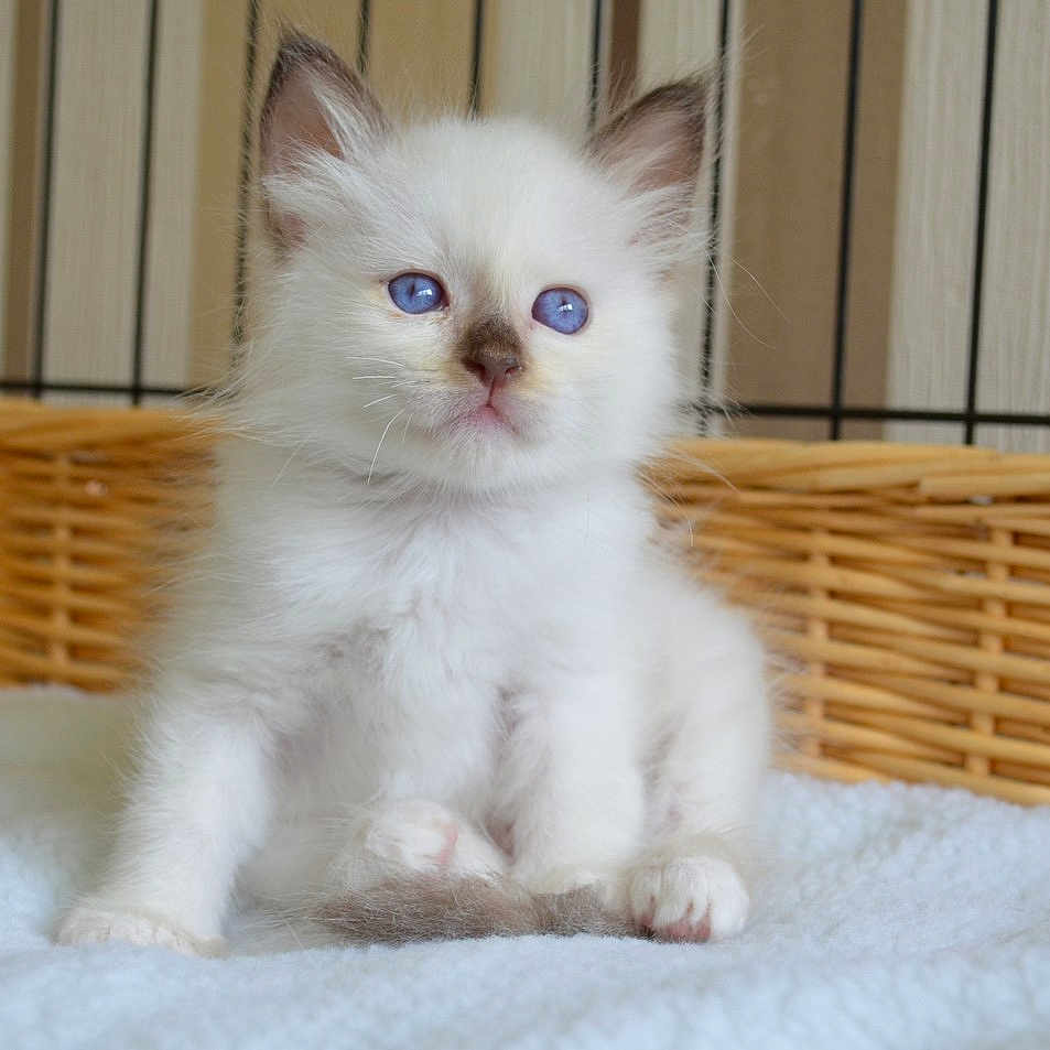 Willow a rejoint le concours — aidez-le/la à gagner de superbes lots ! angora, animal, basket, cat, doll, kitten, manx, pet, siamese, toy, white