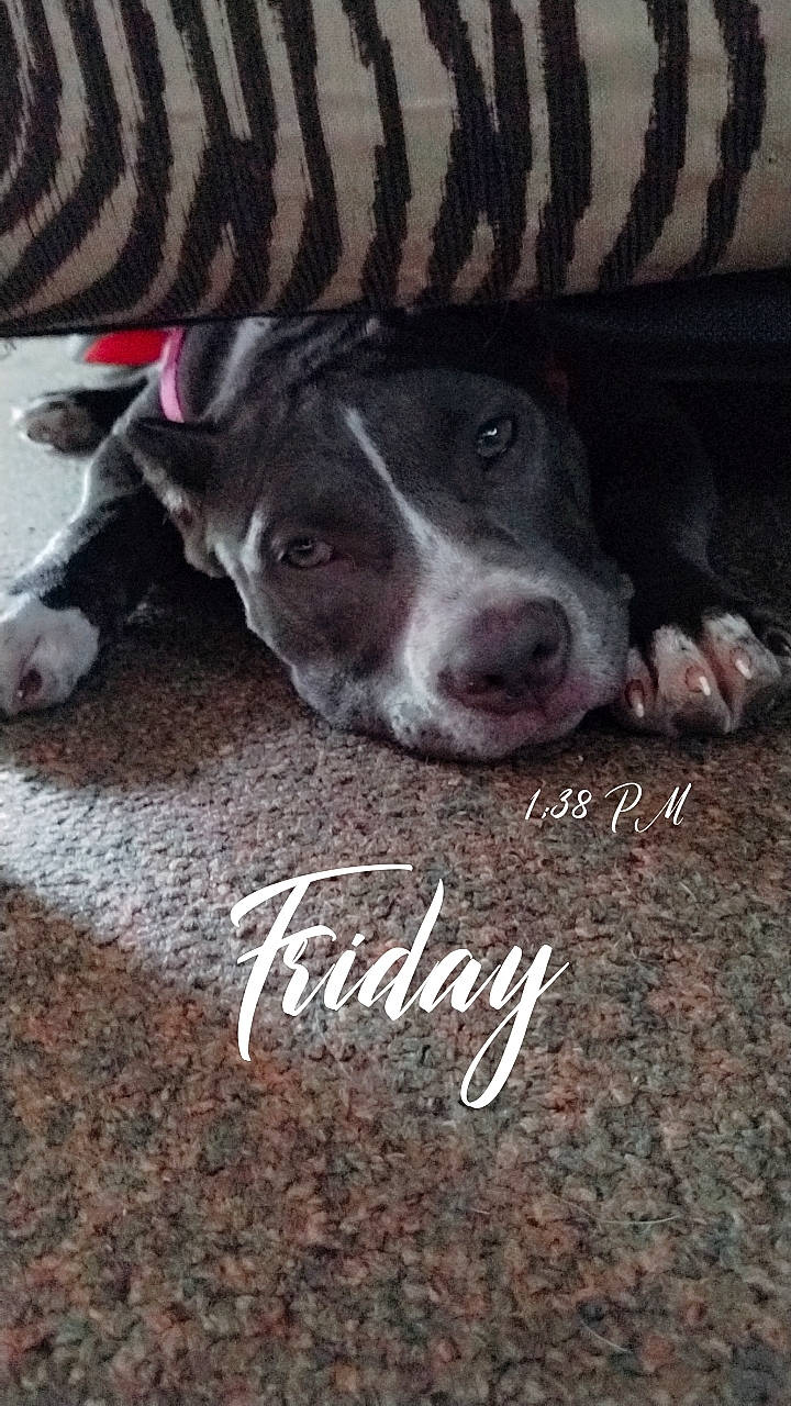 Khaleesi is registered to the contest to win money with this photo: canidae, carnivore, companion_dog, dog, dog_breed, font, fur, non_sporting_group, photo_caption, puppy, snout, soil, sporting_group, terrestrial_animal, whiskers