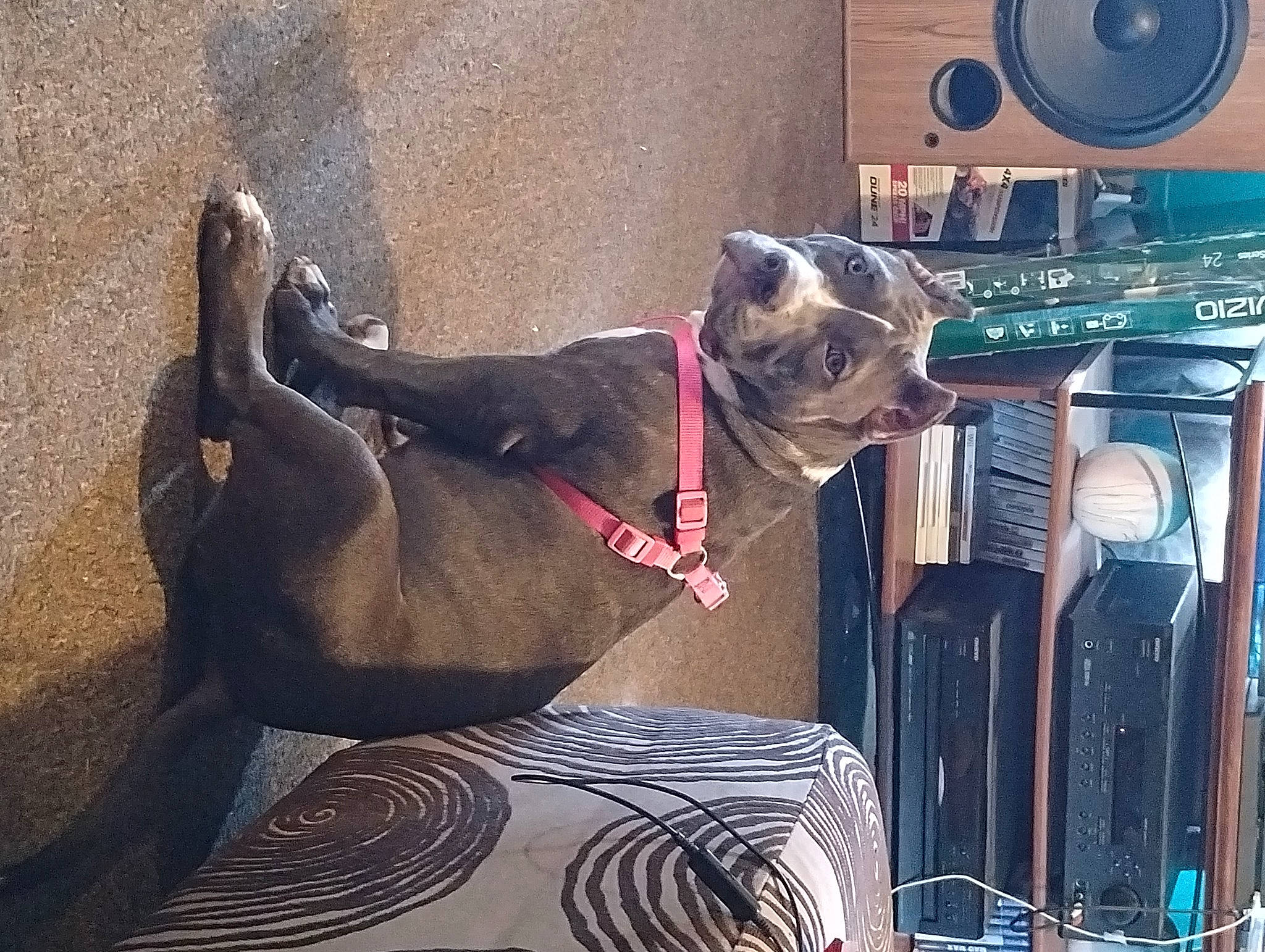 Khaleesi joined the competition — help win amazing prizes! audio_equipment, canidae, carnivore, collar, comfort, companion_dog, dog, dog_breed, dog_collar, eyewear, fawn, loudspeaker, machine, metal, pet_supply, public_address_system, snout, subwoofer, tail, working_animal