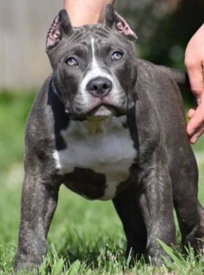 Khaleesi joined the competition — help win amazing prizes! ancient_dog_breeds, canidae, carnivore, collar, companion_dog, dog, dog_breed, dog_collar, fawn, fur, grass, molosser, non_sporting_group, plant, sporting_group, tail, terrestrial_animal, whiskers, working_animal, working_dog