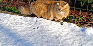Chouquette a rejoint le concours — aidez-le/la à gagner de superbes lots ! cat, orange_tabby, fluffy_fur, snow, outdoor, fence, greenery, sunlight, animal, pet, nature, winter, curious, walking, mammal, garden, daylight, fur, wildlife, edge