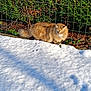 cat, orange_tabby, fluffy_fur, snow, outdoor, fence, greenery, sunlight, animal, pet, nature, winter, curious, walking, mammal, garden, daylight, fur, wildlife, edge