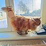 cat, fluffy, windowsill, window, sunlight, indoor, outdoor, tree, sky, tag, tail, fur, pet, animal, domestic, radiator, glass, daylight, shadow, house
