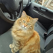 Chouquette participe au concours pour gagner de l'argent avec cette photo : cat, orange_tabby, fluffy, green_eyes, car_interior, steering_wheel, car_seat, dashboard, window, fence, greenery, pet, animal, domestic_cat, sitting, looking_at_camera, indoor, vehicle, fur, whiskers