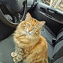 cat, orange_tabby, fluffy, green_eyes, car_interior, steering_wheel, car_seat, dashboard, window, fence, greenery, pet, animal, domestic_cat, sitting, looking_at_camera, indoor, vehicle, fur, whiskers