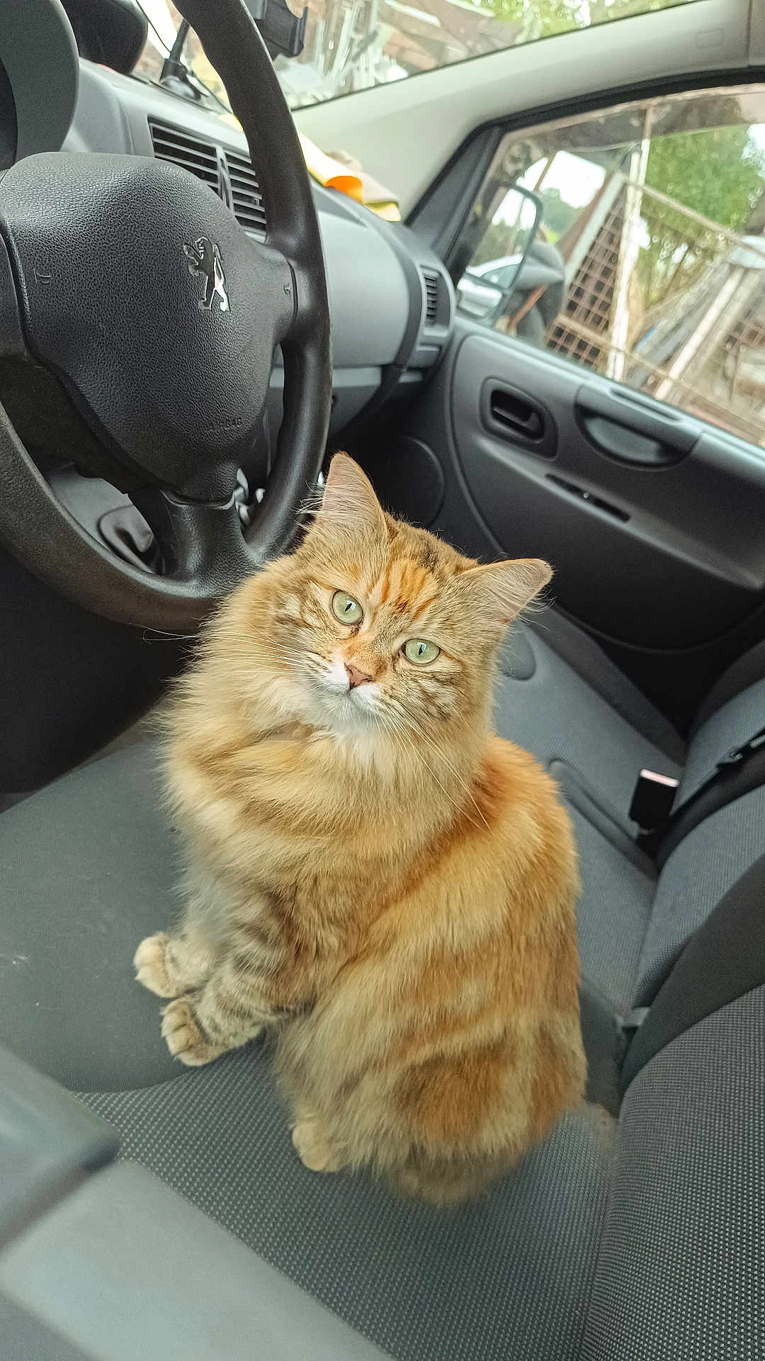 Chouquette participe au concours pour gagner de l'argent avec cette photo : cat, orange_tabby, fluffy, green_eyes, car_interior, steering_wheel, car_seat, dashboard, window, fence, greenery, pet, animal, domestic_cat, sitting, looking_at_camera, indoor, vehicle, fur, whiskers
