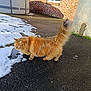 cat, orange_tabby, feline, snow, outdoor, driveway, brick_wall, window, pool, tail, fur, pet, animal, sunlight, side_view, curious, walking, nature, daytime, mammal
