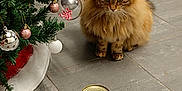 Chouquette participe au concours pour gagner de l'argent avec cette photo : animal, brown_cat, canned_food, cat, cat_food, christmas_tree, close_up, curious, decorations, domestic_cat, feline, festive, floor, fluffy_cat, holiday, indoor, ornaments, pet, sitting, tile_floor