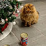 Chouquette participe au concours pour gagner de l'argent avec cette photo : cat, fluffy_cat, christmas_tree, ornaments, cat_food, canned_food, floor, tile_floor, indoor, holiday, festive, pet, feline, decorations, animal, domestic_cat, brown_cat, curious, sitting, close_up