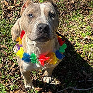 Chanel is registered to the contest to win money with this photo: animal, canine, colorful, cute, dog, ears, flower_lei, grass, greenery, leaves, looking_up, nature, nose, outdoor, paw, pet, portrait, summer, sunlight, whiskers