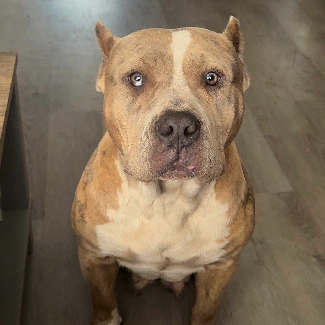 Chanel joined the competition — help win amazing prizes! alert, animal, brown_fur, canine, close_up, companion, dog, domestic, ears_up, floor, house, indoor, looking_at_camera, mammal, pet, portrait, short_hair, sitting, white_fur, wooden_floor