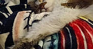 Rubis participe au concours pour gagner de l'argent avec cette photo : cat, sleeping, fluffy, paw, blanket, colorful, cozy, indoor, relaxation, fur, striped, pattern, comfort, rest, animal, pet, cute, warm, napping, soft