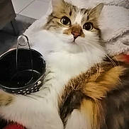Rubis participe au concours pour gagner de l'argent avec cette photo : cat, fluffy, white, brown, tabby, indoor, blanket, cup, polka_dot, pet, animal, close_up, feline, soft, relaxed, cute, whiskers, face, eyes, fur