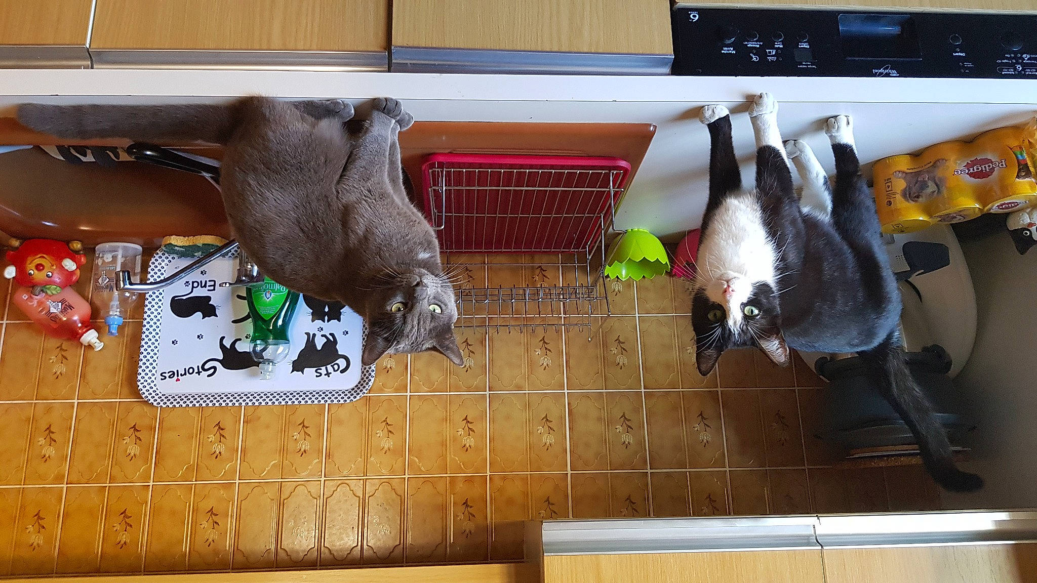 Zorro Et Moïse participe au concours pour gagner de l'argent avec cette photo : cow_goat_family, fawn, flooring, fur, hardwood, livestock, natural_material, rectangle, snout, tail, terrestrial_animal, wood, working_animal