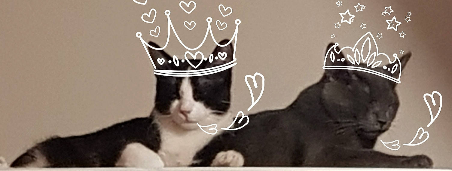 Zorro Et Moïse participe au concours pour gagner de l'argent avec cette photo : bow_tie, cap, carnivore, cat, costume_hat, event, fashion_accessory, fawn, felidae, font, formal_wear, fur, gesture, hat, headgear, photo_caption, sleeve, small_to_medium_sized_cats, tail, whiskers