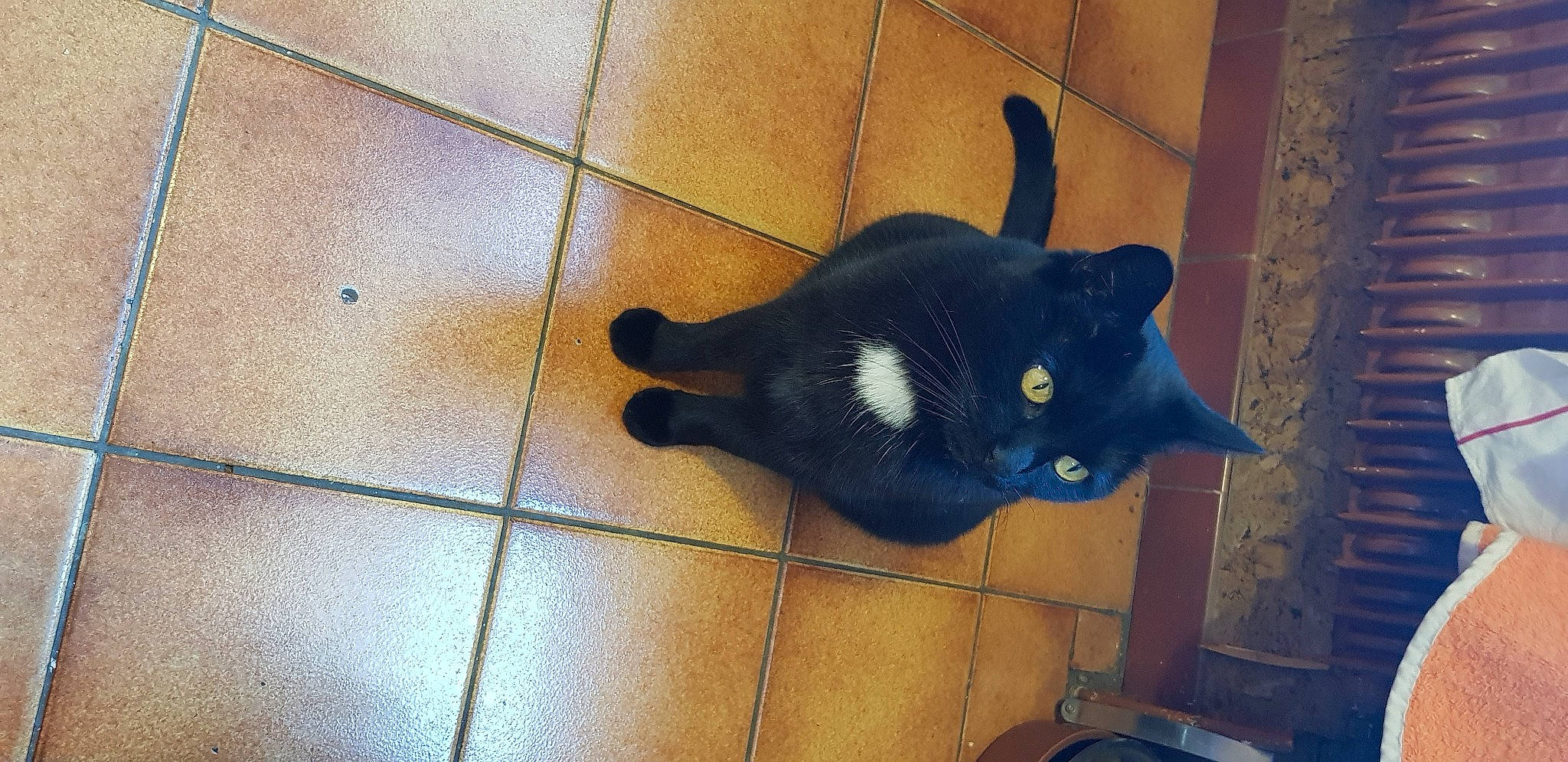 Choupie a rejoint le concours — aidez-le/la à gagner de superbes lots ! black_cat, canidae, carnivore, cat, comfort, dog_breed, domestic_short_haired_cat, electric_blue, felidae, floor, flooring, fur, hardwood, mammal, small_to_medium_sized_cats, snout, sporting_group, tail, whiskers, wood