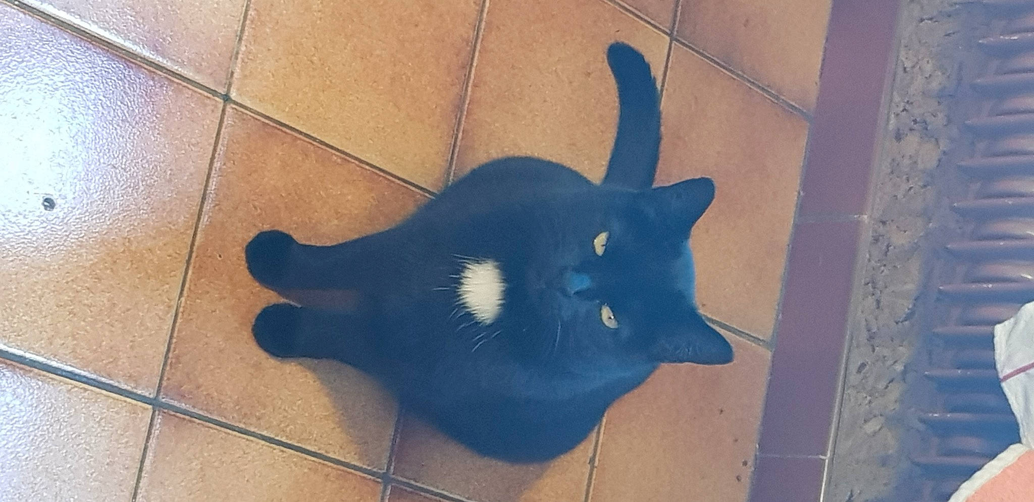 Choupie participe au concours pour gagner de l'argent avec cette photo : black_cat, canidae, carnivore, cat, dog_breed, domestic_short_haired_cat, electric_blue, felidae, floor, flooring, fur, hardwood, shadow, small_to_medium_sized_cats, snout, tail, terrestrial_animal, tile_flooring, whiskers, wood