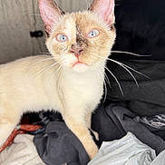 Sakura is registered to the contest to win money with this photo: cat, siamese, blue_eyes, whiskers, curious, indoor, clothes, plastic_bag, soft_lighting, feline, pet, animal, close_up, portrait, fur, ears, face, domestic, young_cat, looking