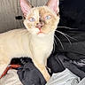cat, siamese, blue_eyes, whiskers, curious, indoor, clothes, plastic_bag, soft_lighting, feline, pet, animal, close_up, portrait, fur, ears, face, domestic, young_cat, looking