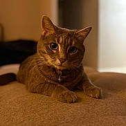 Cleo joined the competition — help win amazing prizes! cat, tabby, pet, animal, feline, indoor, close_up, brown, relaxed, cute, whiskers, collar, bell, soft_light, texture, laying_down, home, curious, portrait, domestic