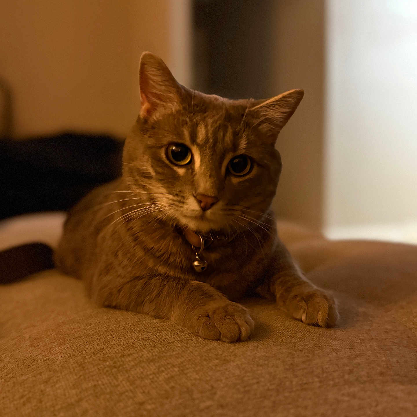 Cleo joined the competition — help win amazing prizes! animal, bell, brown, cat, close_up, collar, curious, cute, domestic, feline, home, indoor, laying_down, pet, portrait, relaxed, soft_light, tabby, texture, whiskers