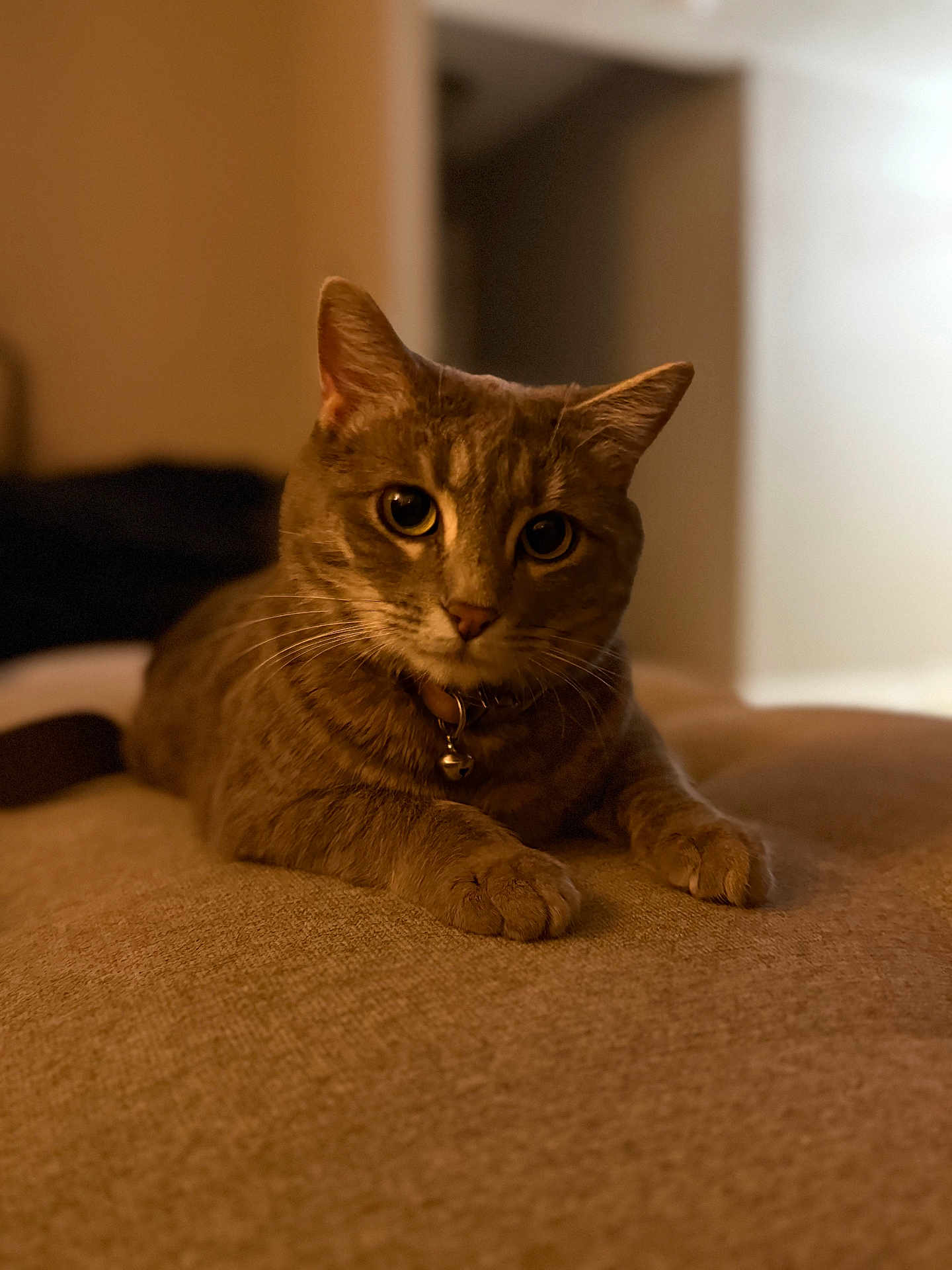 Cleo