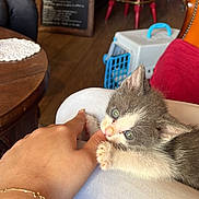 Moon participe au concours pour gagner de l'argent avec cette photo : kitten, cat, hand, finger, lap, indoor, wooden_table, chair, pet_carrier, playful, gray_cat, white_cat, close_up, cute, animal, pet, furniture, cozy, person, tattoo