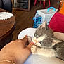 kitten, cat, hand, finger, lap, indoor, wooden_table, chair, pet_carrier, playful, gray_cat, white_cat, close_up, cute, animal, pet, furniture, cozy, person, tattoo