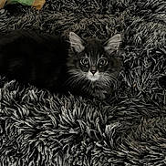 Aika a rejoint le concours — aidez-le/la à gagner de superbes lots ! animal, black, cat, comfort, cozy, curious, cute, furry, gray, household, indoor, kitten, pet, resting, shaggy_rug, soft, stuffed_toy, texture, wide_eyes, young
