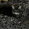 animal, black, cat, comfort, cozy, curious, cute, furry, gray, household, indoor, kitten, pet, resting, shaggy_rug, soft, stuffed_toy, texture, wide_eyes, young