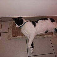 Bonhomme participe au concours pour gagner de l'argent avec cette photo : animal, black_and_white, cat, collar, domestic, floor, fur, household, indoor, lying_down, mat, paw, pet, quiet, relaxed, resting, side_view, tail, tile, whiskers