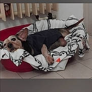 Marlo participe au concours pour gagner de l'argent avec cette photo : animal, black_shirt, blanket, canine, comfortable, cozy, cute, dog, domestic, fur, furry, home, indoor, laying_down, pet_bed, radiator, relaxed, resting, sleepy, tile_floor