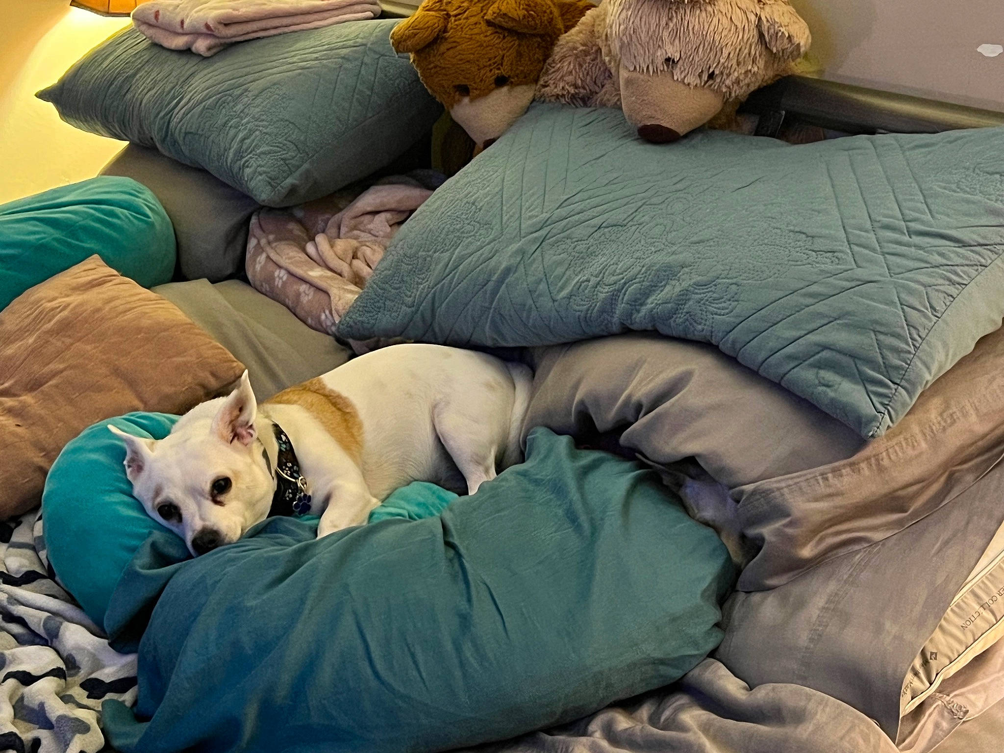 Bilbo is registered to the contest to win money with this photo: bed, bedding, bedtime, canidae, carnivore, comfort, companion_dog, dog, dog_breed, dog_supply, duvet, fawn, felidae, linens, nap, pillow, room, sporting_group, throw_pillow, toy_dog