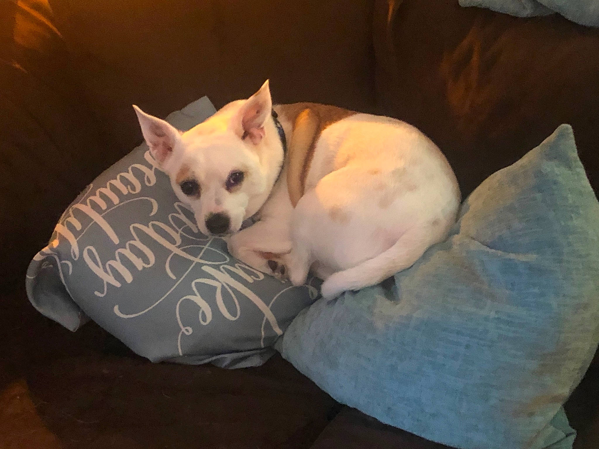 Bilbo is registered to the contest to win money with this photo: canidae, carnivore, comfort, companion_dog, couch, dog, dog_breed, dog_supply, fawn, felidae, fur, linens, nap, pillow, small_to_medium_sized_cats, snout, sporting_group, tail, toy_dog, whiskers