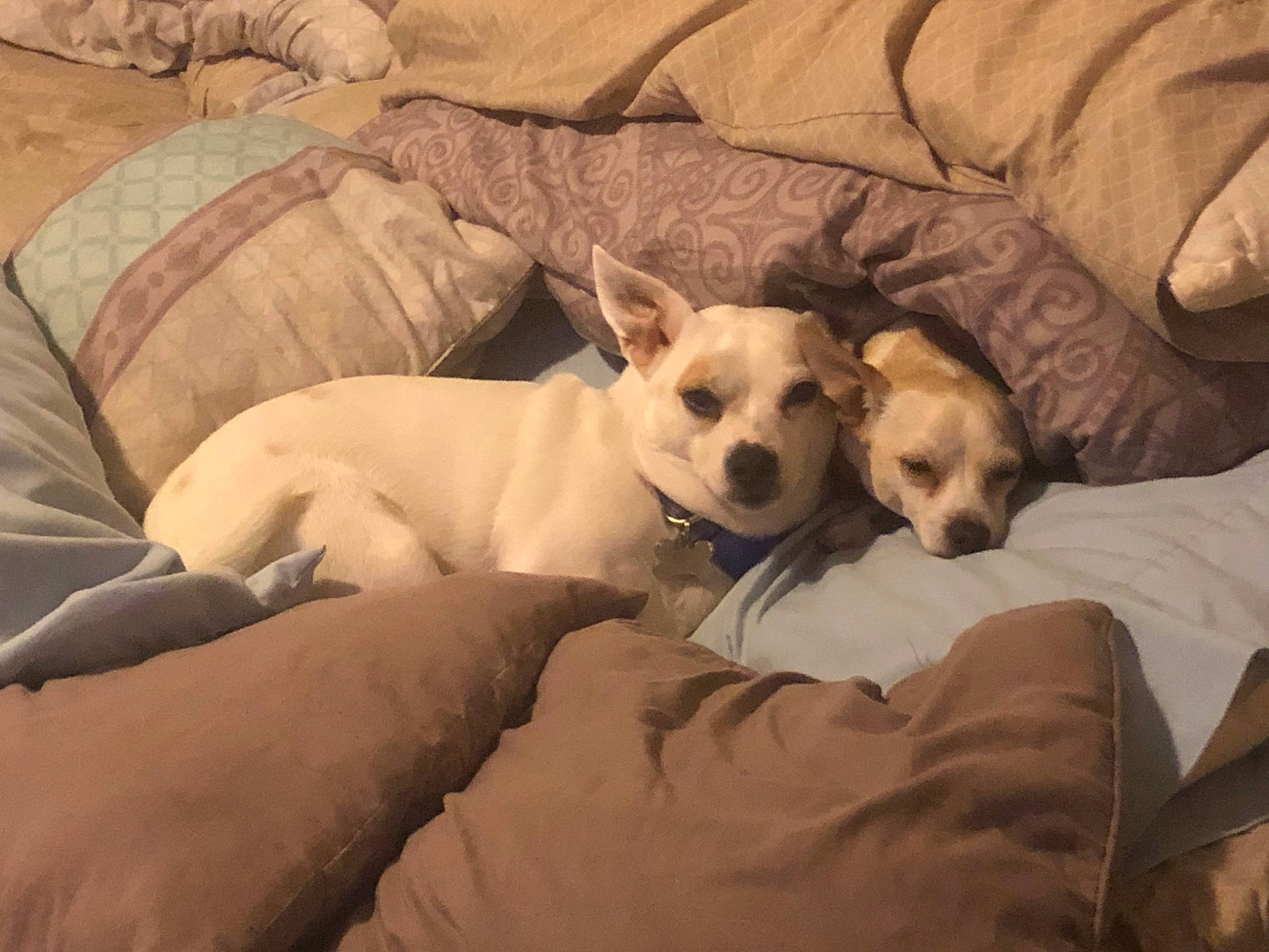 Bilbo joined the competition — help win amazing prizes! canidae, carnivore, comfort, companion_dog, dog, dog_breed, dog_supply, fawn, furniture, nap, paw, puppy_love, snout, sporting_group, tail, toy_dog, vertebrate, whiskers, wood, working_animal