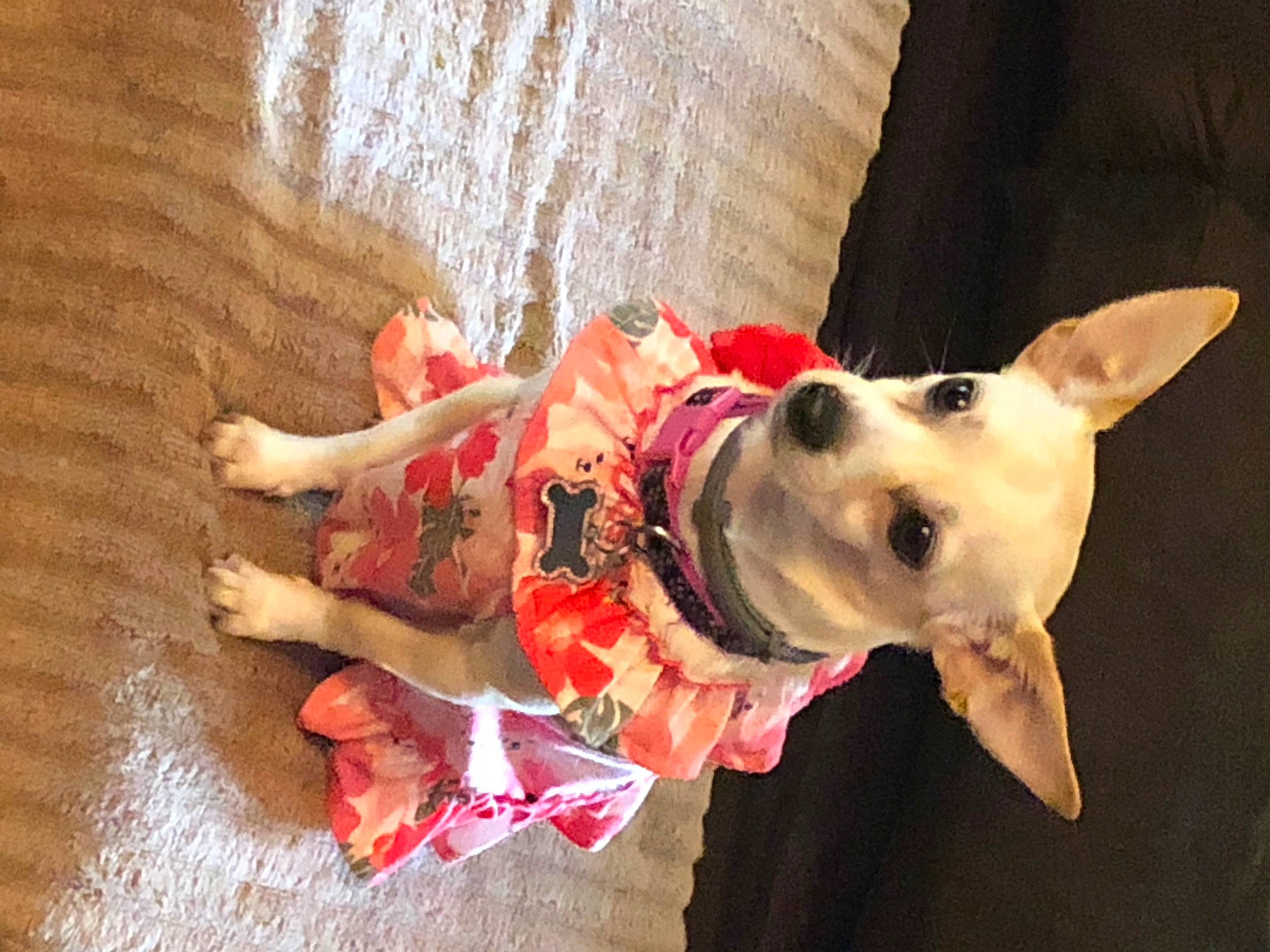 Sadie is registered to the contest to win money with this photo: adventure, ball, canidae, carnivore, collar, companion_dog, costume, dog, dog_breed, dog_clothes, dog_collar, dog_supply, fashion_accessory, fawn, guard_dog, leash, party_hat, snout, sporting_group, working_animal