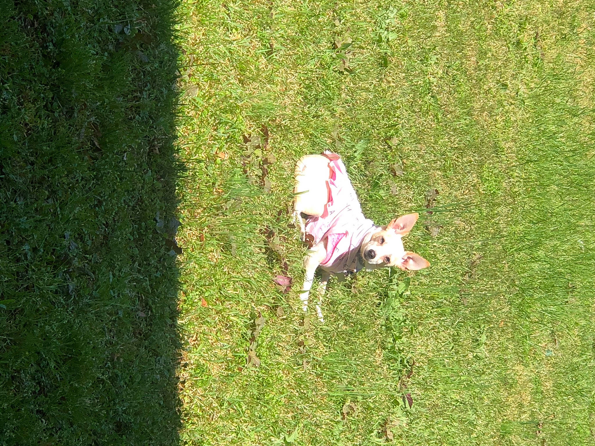 Sadie is registered to the contest to win money with this photo: canidae, carnivore, companion_dog, dog, dog_breed, fawn, field, grass, grass_family, grassland, groundcover, lawn, leisure, pasture, people_in_nature, plant, shrub, sporting_group, tail, tree