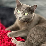 Byoucat participe au concours pour gagner de l'argent avec cette photo : cat, gray_cat, green_eyes, yarn, red_yarn, soft_texture, relaxed, indoor, pet, feline, close_up, whiskers, paw, fur, cozy, resting, focused, animal, cute, domestic_animal