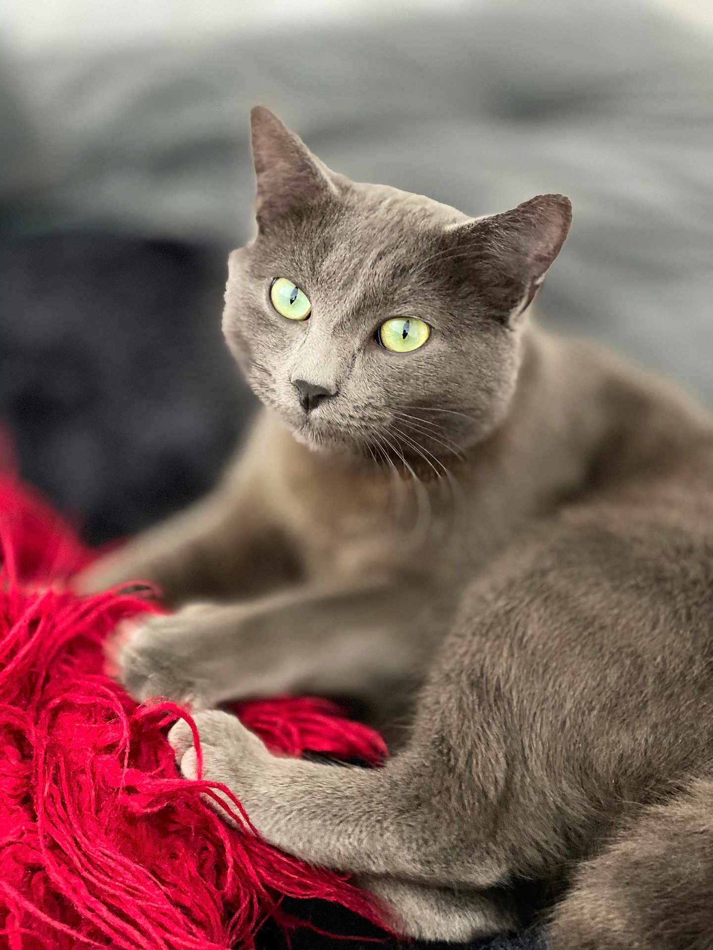 Byoucat participe au concours pour gagner de l'argent avec cette photo : cat, gray_cat, green_eyes, yarn, red_yarn, soft_texture, relaxed, indoor, pet, feline, close_up, whiskers, paw, fur, cozy, resting, focused, animal, cute, domestic_animal