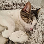 Mickey participe au concours pour gagner de l'argent avec cette photo : animal, blanket, brown, cat, closeup, cozy, cute, domestic, fluffy, fur, indoor, paw, pet, relaxed, resting, sleeping, soft, tabby, whiskers, white