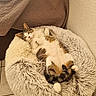 Mickey a rejoint le concours — aidez-le/la à gagner de superbes lots ! brown, cat, cozy, curled_paws, domestic_animal, feline, floor_tiles, fluffy, fur, indoor, pet_bed, quilted_blanket, relaxed, resting, shaggy, sleepy, soft, tabby_cat, textured_wall, white